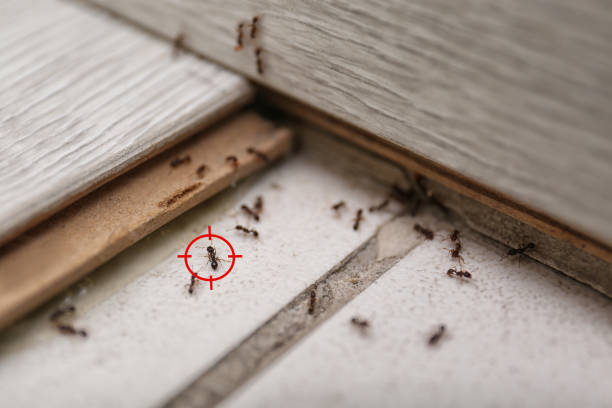 Professional Pest Control in Paramus, NJ