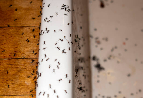 Best Commercial Pest Control Services  in Paramus, NJ