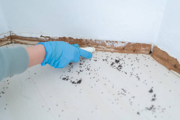 Best Cockroach Control Services  in Paramus, NJ